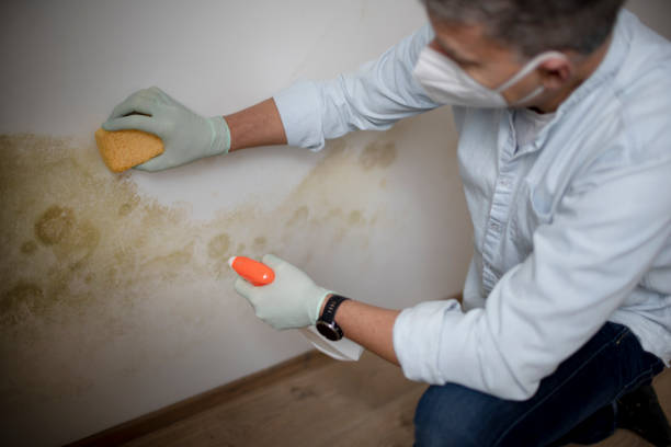 Best Mold Removal Company Near Me  in Randolph Af, TX