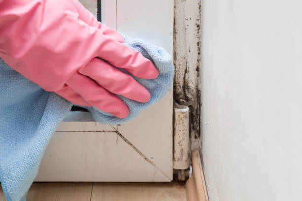 Best Mold Removal and Inspection  in Randolph Af, TX