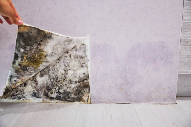 Mold Removal and Inspection in Randolph Af, TX
